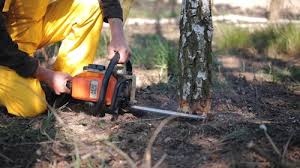 Trusted Willow, AK Tree Care Services Experts