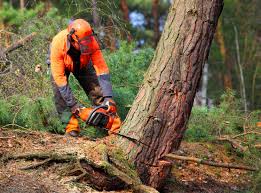 How Our Tree Care Process Works  in  Willow, AK